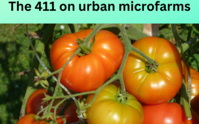 HOTB 299: The 411 on Urban Microfarming